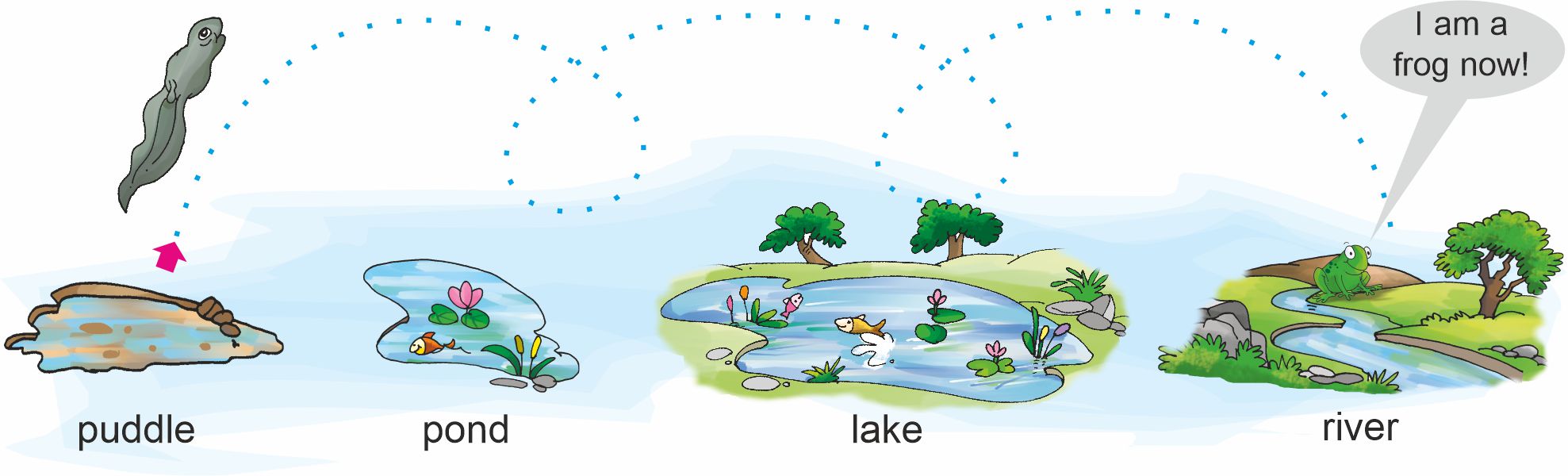 A tadpole jumping out a small hole in the ground covered with rainwater. A dotted path moves from the puddle to a pond. A dotted path moves from the pond to the lake.A dotted path moves from the lake  to a river.
