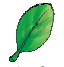 A leaf.