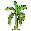 A Banana tree