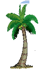 A coconut tree