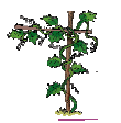 A grapevine tre