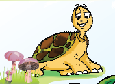 A little turtle, which has a round shaped body and a small head.
