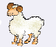 a sheep