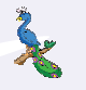 peacock