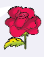 rose flower