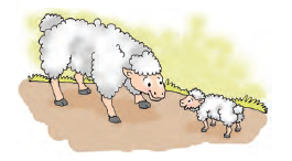 The lamb meeting a big sheep, his grandmother.