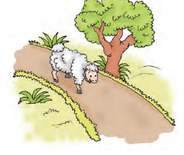 A lamb, young one of a sheep is walking down a road.