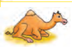 The camel is sitting.
