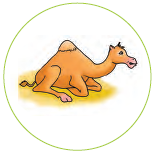 A camel