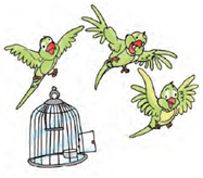 Three parrots are flying free from a cage.