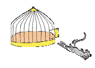 The last mouse also ran away from the cage and ____ mouse remain in the cage.