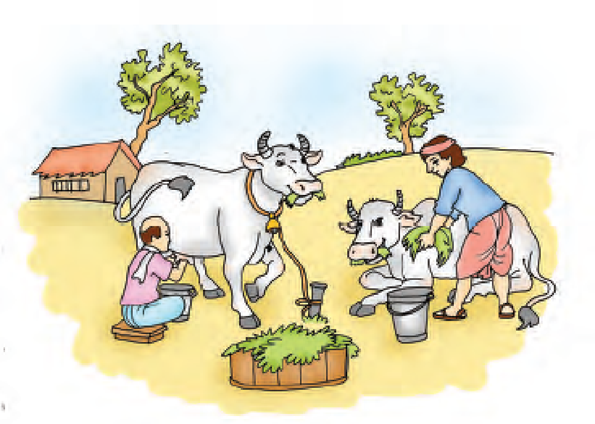 There are two trees, one hut, one man is milking a cow and there is another cow sitting on the ground , which is fed fodder by another man. A bucket is lying near the second cow and a basket full of fodder is also lying on the ground.