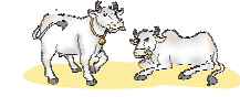 Two cows