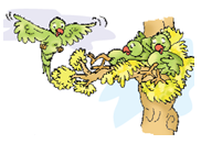 Two parrots are resting on a tree and another is flying near them.