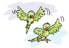 Two parrots are flying.