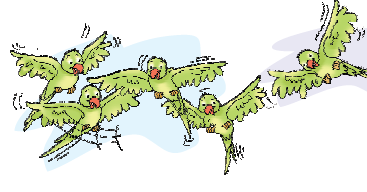 Five parrots are flying.