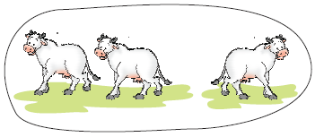 There are three cows, one is going away from the other two cows.