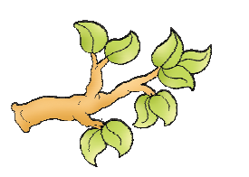 There are nine leaves on the branch of a tree.