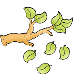 Four leaves have fallen down from the branch.