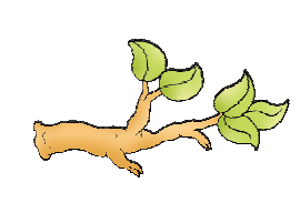 ____ leaves are now left on the branch.