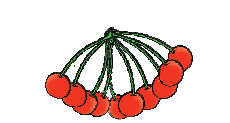 A bunch of ten cherries tied together from their stems.