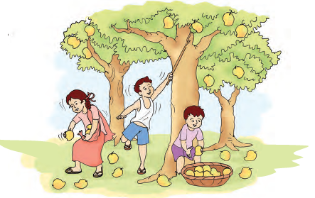 There are three mangoes on one tree, four mangoes on the second tree and two mangoes on the third tree, there is a girl , who is holding three mangoes and four mangoes are lying near her on the ground. A boy is using a stick to get the mango from the tree  and another boy is putting mangoes in a basket, he has one mango in his hand, seven mangoes are there in his basket and four mangoes are lying on the ground near him.