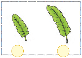 The first image is that of a short leaf and the second image is that of the longer leaf.