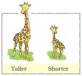 The first image is that of a tall giraffe and the second image is that of the shorter giraffe.