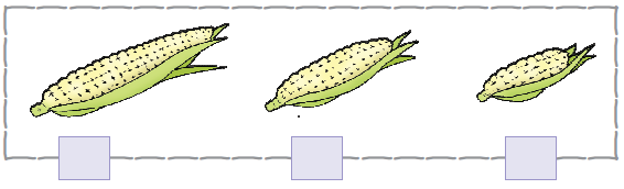 There are three corns, he first one is the longest and the last is the shortest.