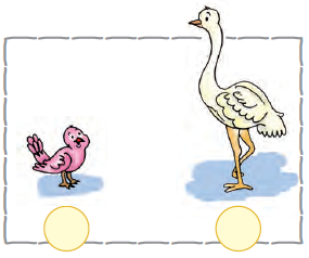 The first image is that of a chick with short legs and the second image is that of an ostrich,  bird with long neck and long legs.