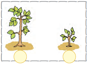 The first image is that of a tall tree and the second image is that of a short tree.