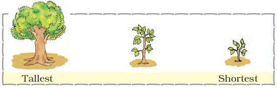 There are three trees in a row. The first one is the tallest, the last in the row is the shortest and one more tree lies in the middle.