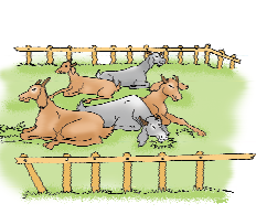 There are three brown horses and two grey horses sitting in a farm.