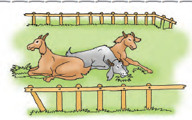 Three horses are sitting in the farm.