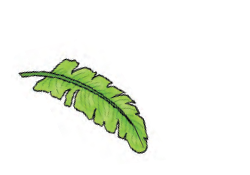 एक बड़ा पत्ता 