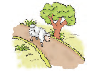  एक भेड़ का बच्चा सड़क पर चल रहा है। 