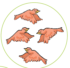 चार पक्षी 