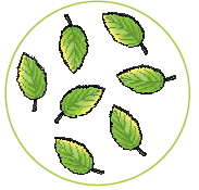 सात पत्ते 