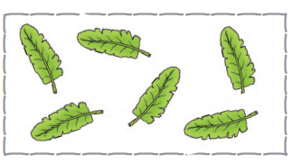 छह पत्ते 