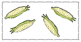 एक मकई के बाद दूसरा मकई, उसके बाद दो और मकई। 