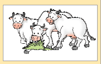 तीन गायें।