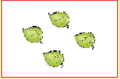 चार पत्तियां। 