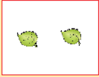 दो पत्तियां। 