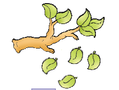 टहनी से चार पत्तियाँ गिर गई हैं। 