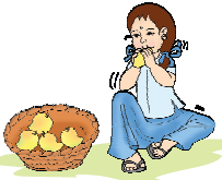 एक लड़की टोकरी में से एक आम खा रही है। 