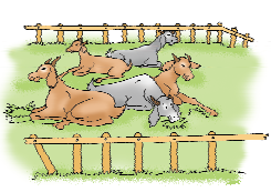 पांच घोड़े एक खेत में बैठे हैं 