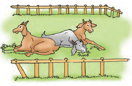 खेत में तीन घोड़े बैठे हैं। 