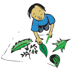 A boy is tracing few leaves on a sheet of paper.