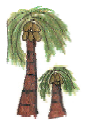 A large coconut tree and a small coconut tree, almost half of the first one.