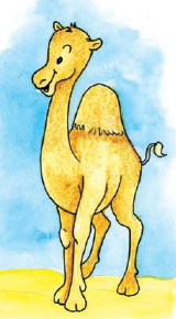 एक ऊंट 
